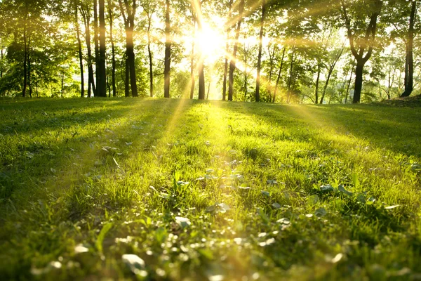 depositphotos_21692487-stock-photo-sunlight-in-the-green-forest